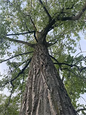 a tree with many branches