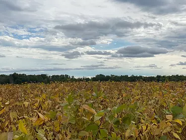 a field of corn