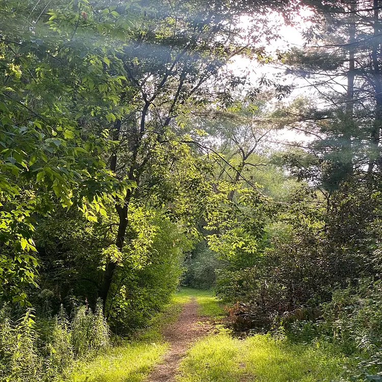 a dirt path through a forest