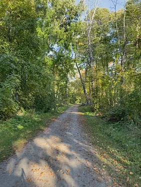 a dirt road in a forest