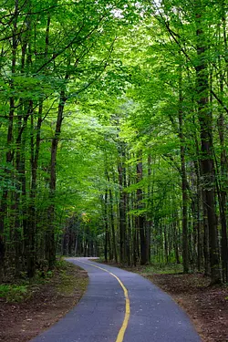 a road in the woods