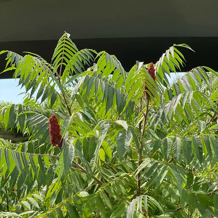 a close-up of a plant