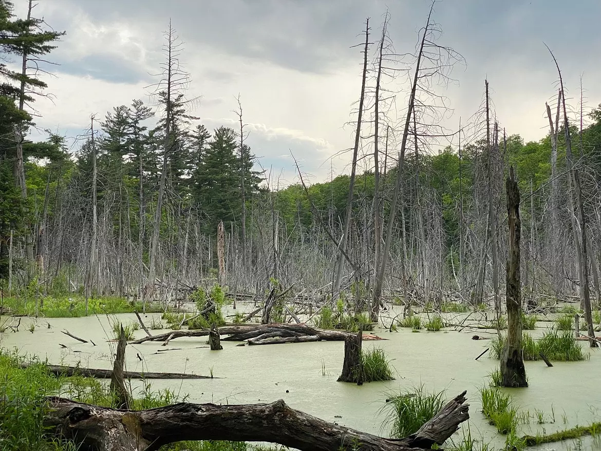 crazy swamp view