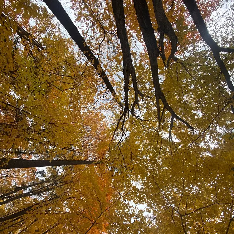 looking up at yellow leaves on trees