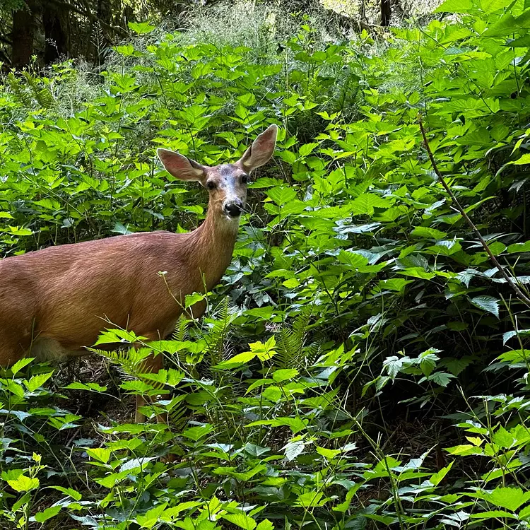 Exploring North Vancouver