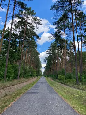 a road with trees on the side