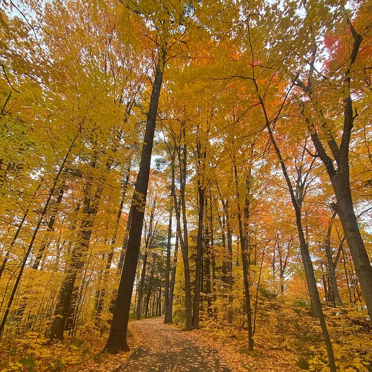a path through a forest
