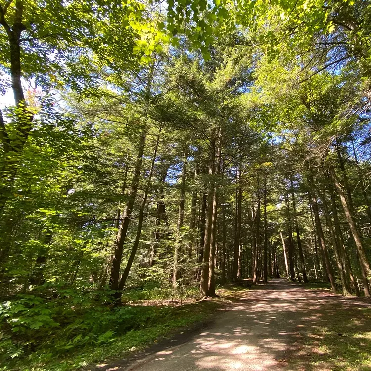 a dirt road in a forest