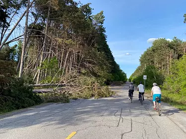 a group of people riding bikes on a road with trees on the side