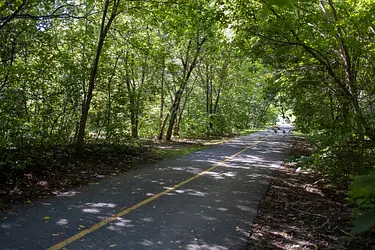 a road in the woods