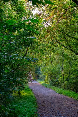 a dirt road in a forest