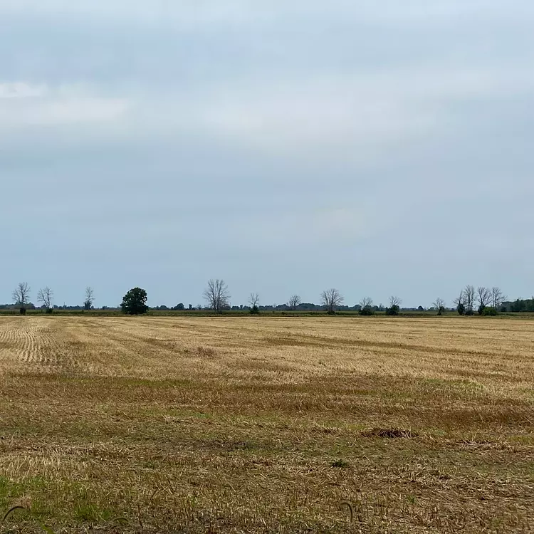 a large open field with trees in the distance