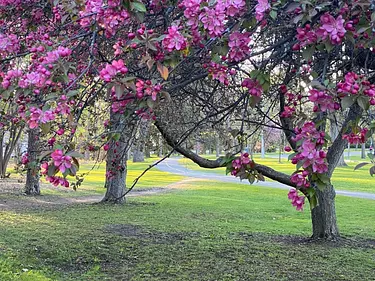 a group of trees with pink flowers