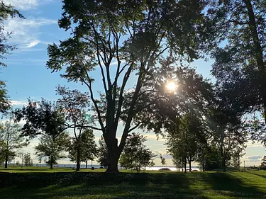 a tree with the sun shining through it