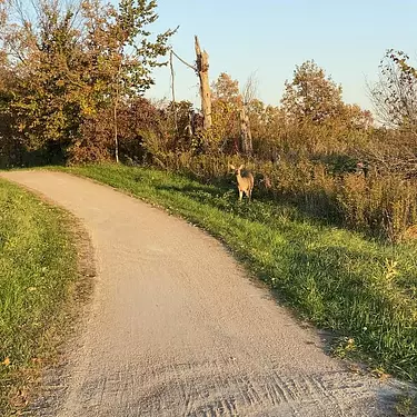 Deer at Plaisance Park