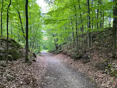 a dirt road in a forest