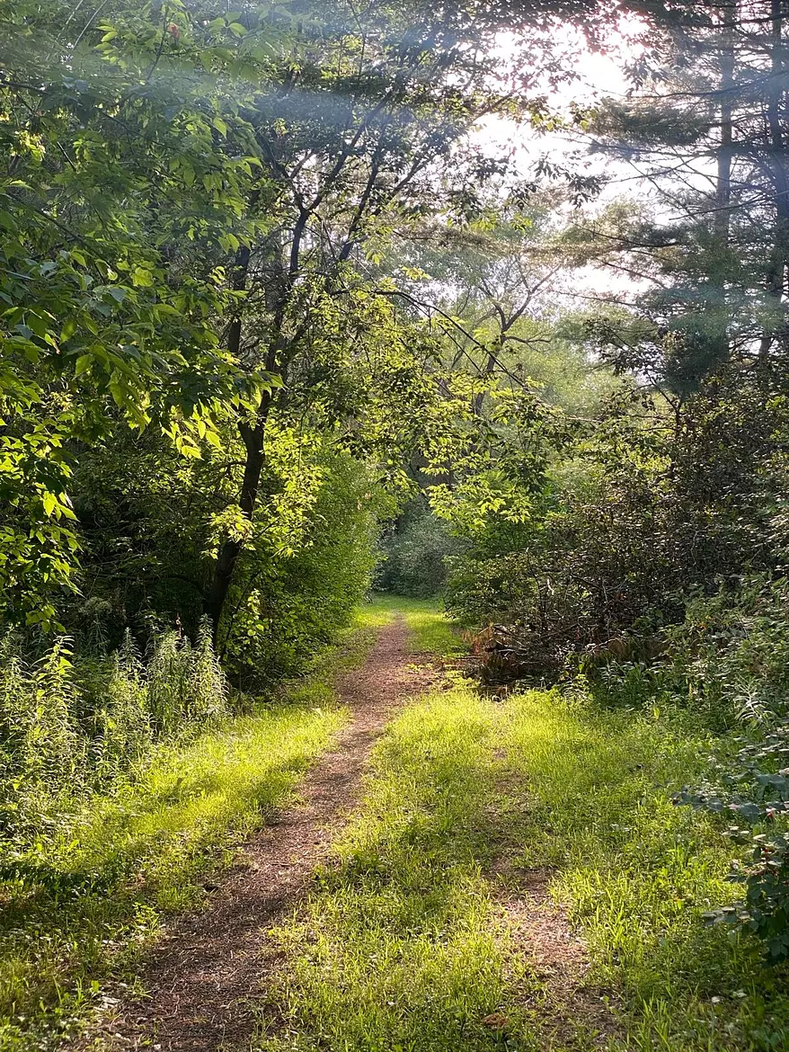 a dirt path through a forest