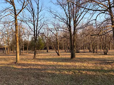 a field of trees