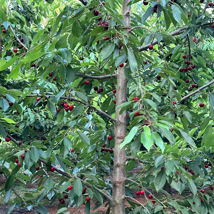 picking cherries 🍒 