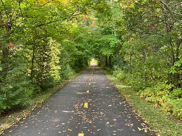 a road in the woods