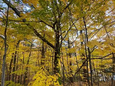 a group of trees with yellow leaves