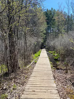 a wooden walkway through a forest