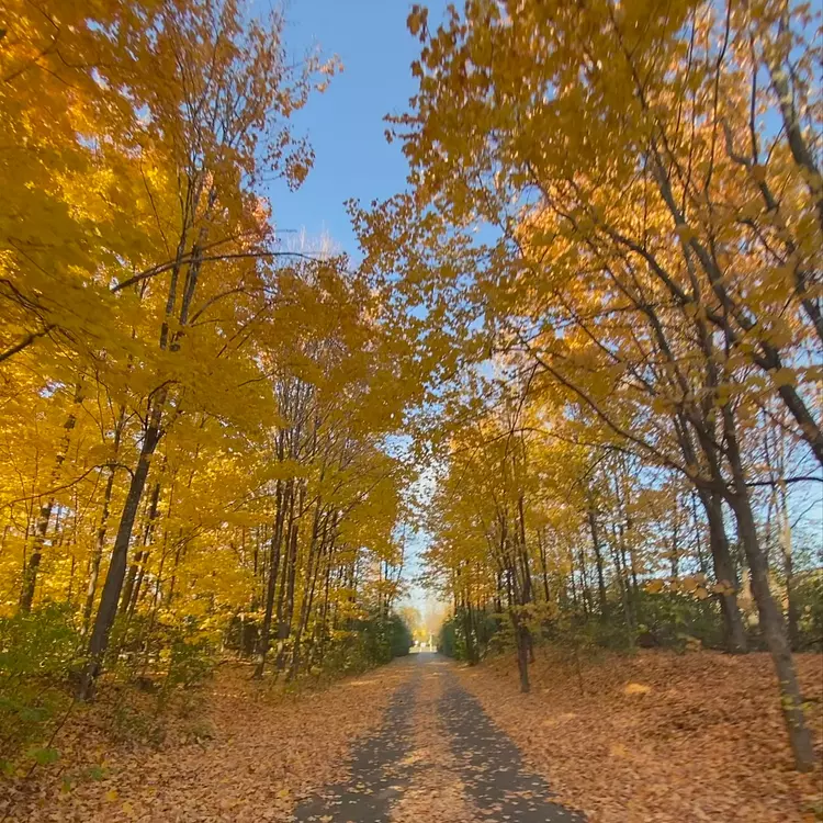 beautiful orange fall colors