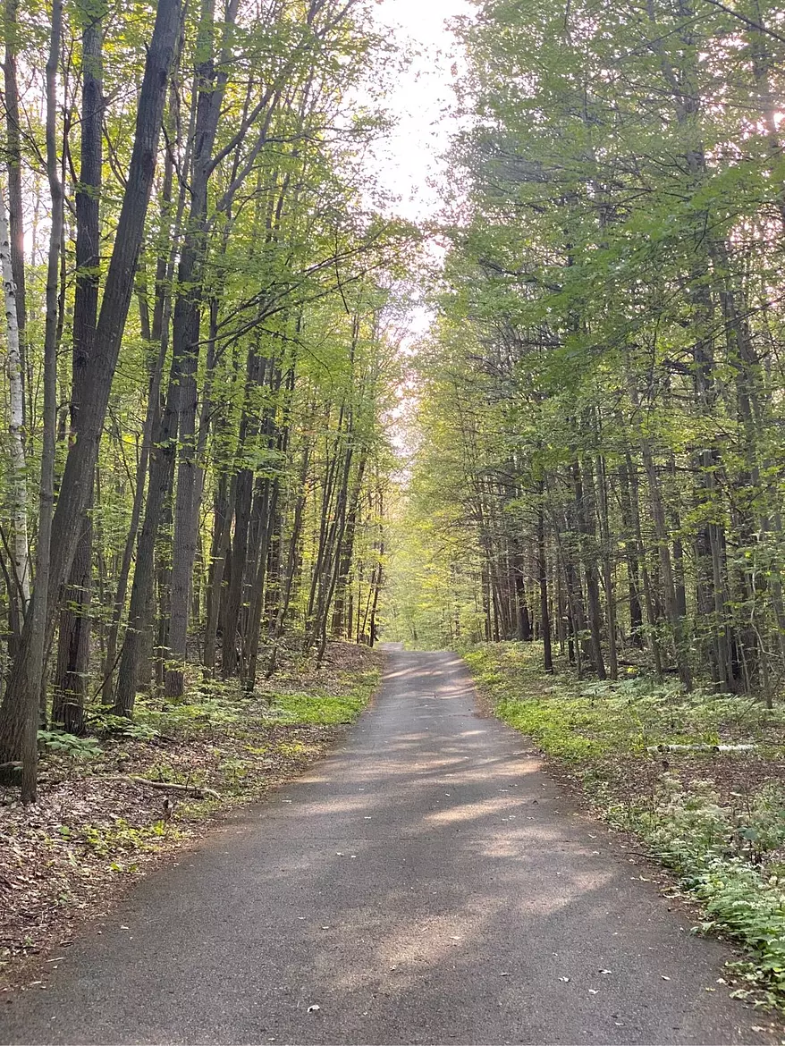 a dirt road in a forest